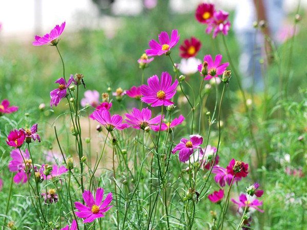 波斯菊