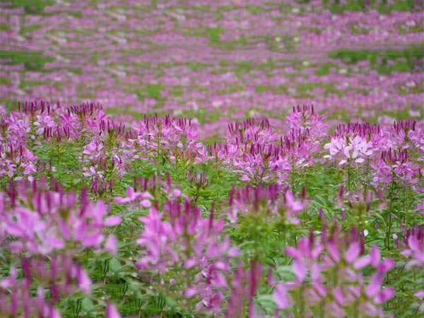 醉蝶花花海